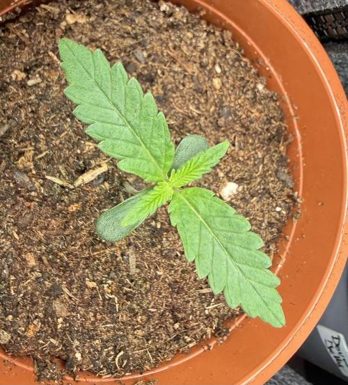 G.S. Cookies #2025. Week 2 - Day #12 #1