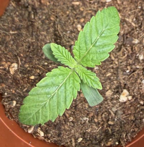 Jelly Donutz #2025. Week 2 - Day #12 #1