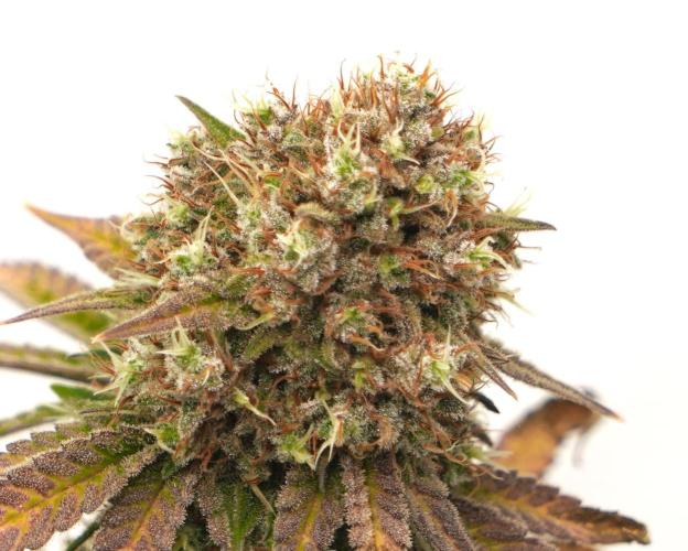 Raspberry Parfait #2025. Week 14 - Day #98 F#60