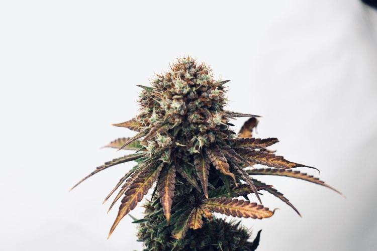 Raspberry Parfait #2025. Week 14 - Day #98 F#60