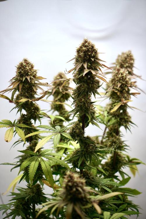 Raspberry Parfait #2025. Week 14 - Day #98 F#60