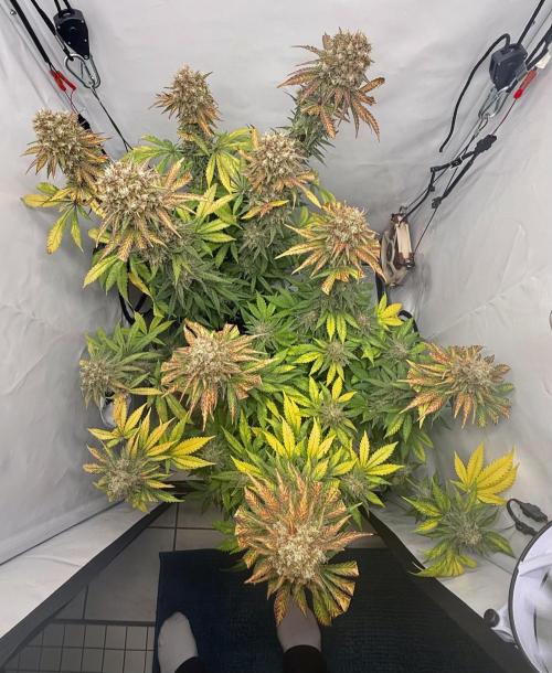 Raspberry Parfait #2025. Week 14 - Day #98 F#60