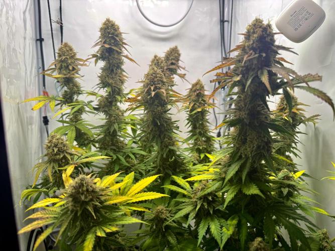 Raspberry Parfait #2025. Week 14 - Day #98 F#60