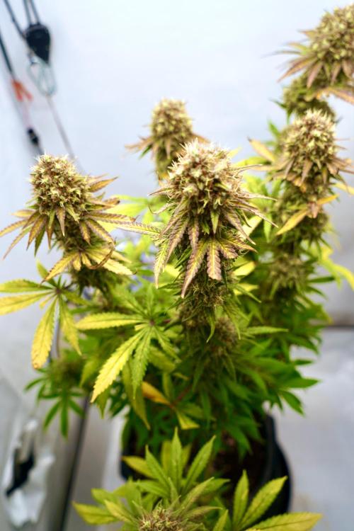 Raspberry Parfait #2025. Week 14 - Day #98 F#60