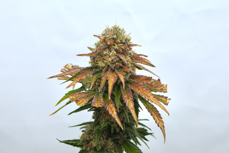 Gorilla Girl #2025. Week 14 - Day #98 F#60