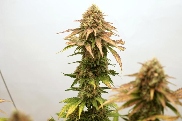 Gorilla Girl #2025. Week 14 - Day #98 F#60