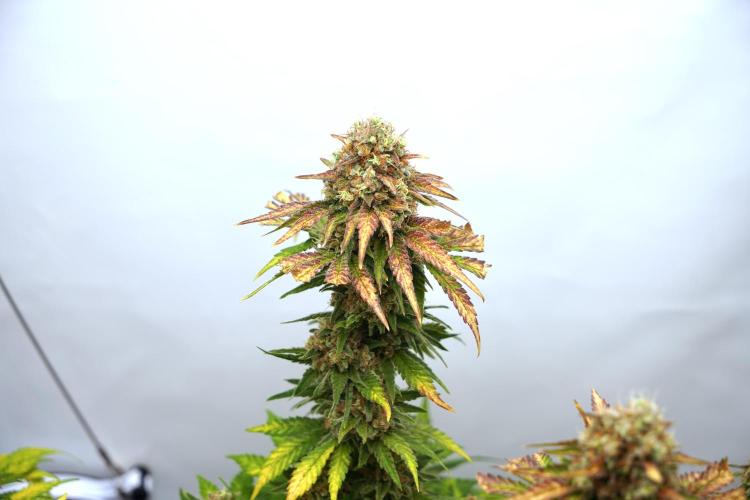 Gorilla Girl #2025. Week 14 - Day #98 F#60