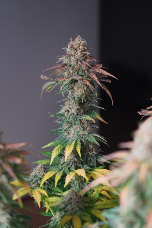 Gorilla Girl #2025. Week 14 - Day #98 F#60