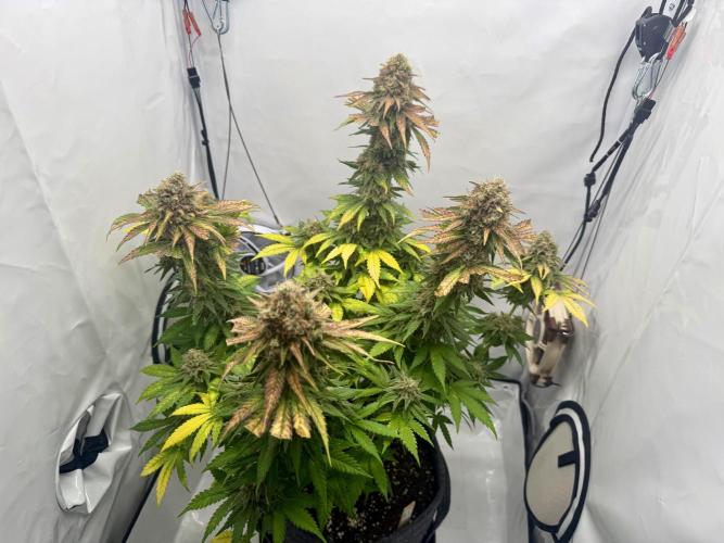 Gorilla Girl #2025. Week 14 - Day #98 F#60