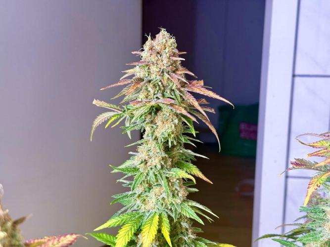 Gorilla Girl #2025. Week 14 - Day #98 F#60