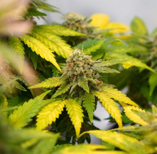 Gorilla Girl #2025. Week 14 - Day #98 F#60