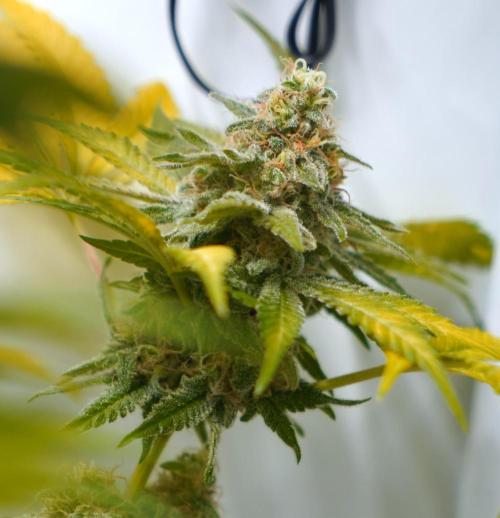 Gorilla Girl #2025. Week 14 - Day #98 F#60