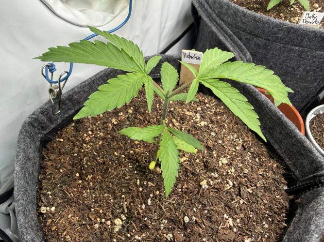 Pistachio #2025. Week 3 - Day #30