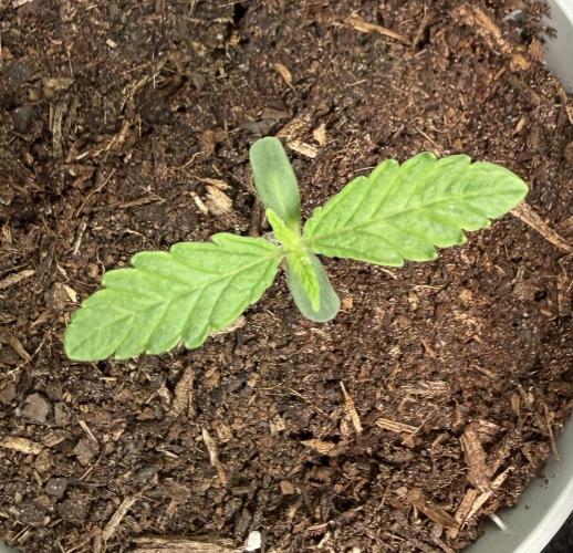 Pistachio #2025. Week 2 - Day #14 #2