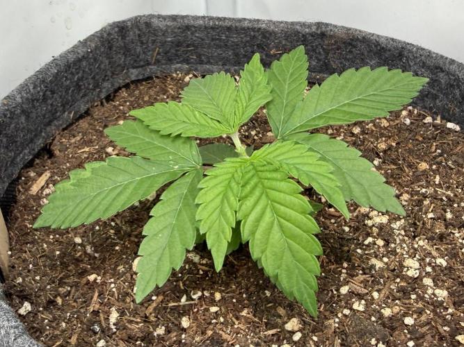 Orange Creampop #2025. Week 3 - Day #30