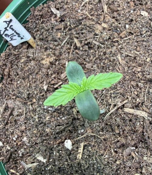 Amnesia Jelly #2025. Week 1 - Day #07