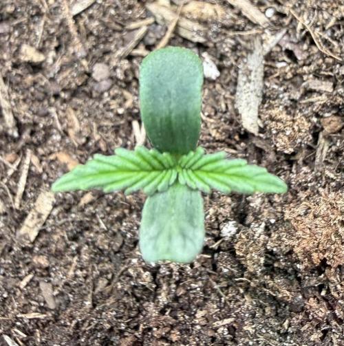 Hindu Kush #2025. Week 1 - Day #07