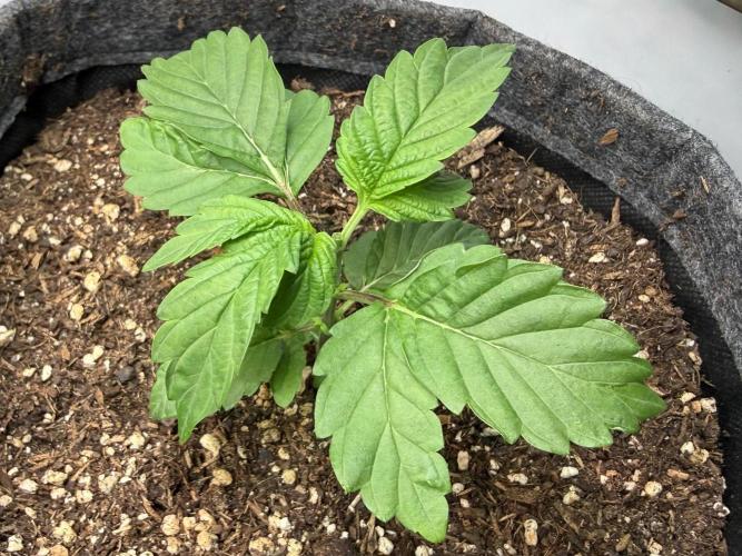 G.S. Cookies #2025. Week 3 - Day #30