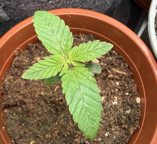 G.S. Cookies #2025. Week 2 - Day #14 #1