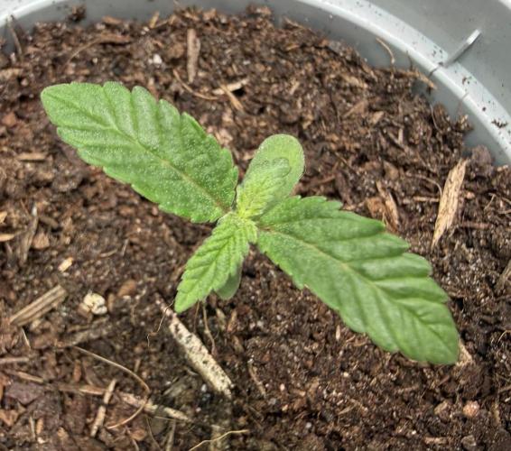 G.S. Cookies #2025. Week 2 - Day #14 #2