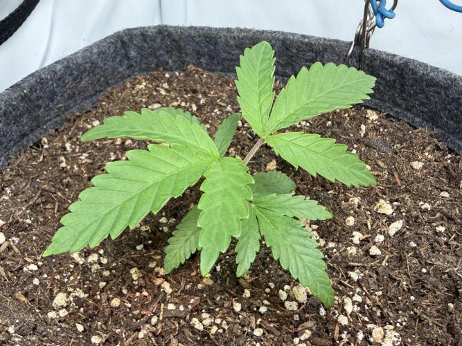 Jelly Donutz #2025. Week 3 - Day #30