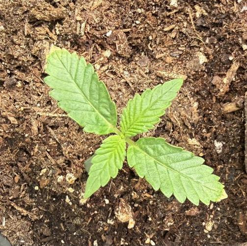 Jelly Donutz #2025. Week 2 - Day #14 #2