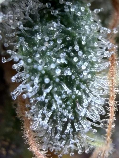 Gorilla Girl #2025. Week 14 - Day #99 F#61