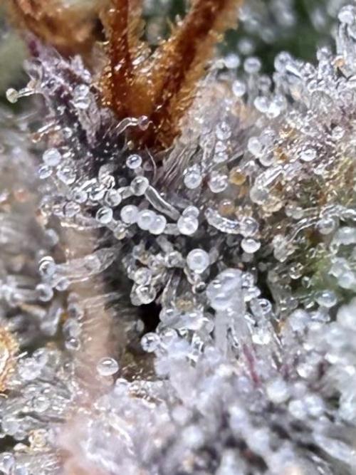 Raspberry Parfait #2025. Week 14 - Day #99 F#61