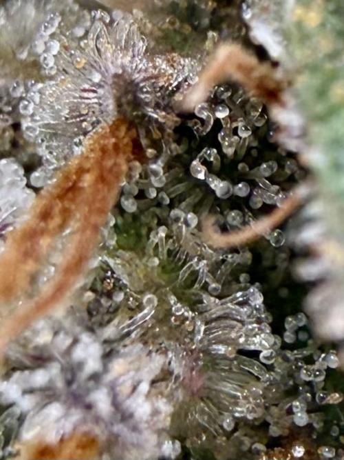 Raspberry Parfait #2025. Week 14 - Day #99 F#61