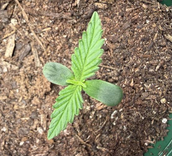 Hindu Kush #2025. Week 1 - Day #09