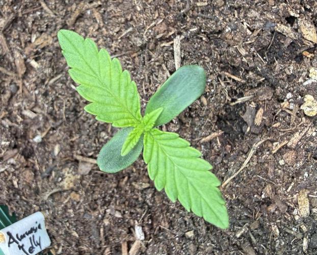 Amnesia Jelly #2025. Week 1 - Day #09