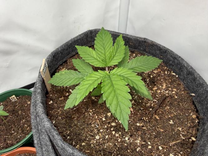 Orange Creampop #2025. Week 3 - Day #32