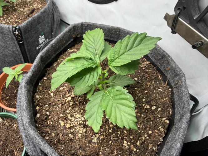 G.S. Cookies #2025. Week 3 - Day #32