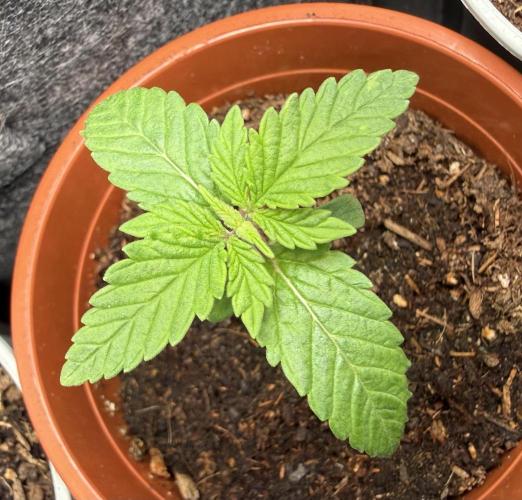 G.S. Cookies #2025. Week 2 - Day #16 #1