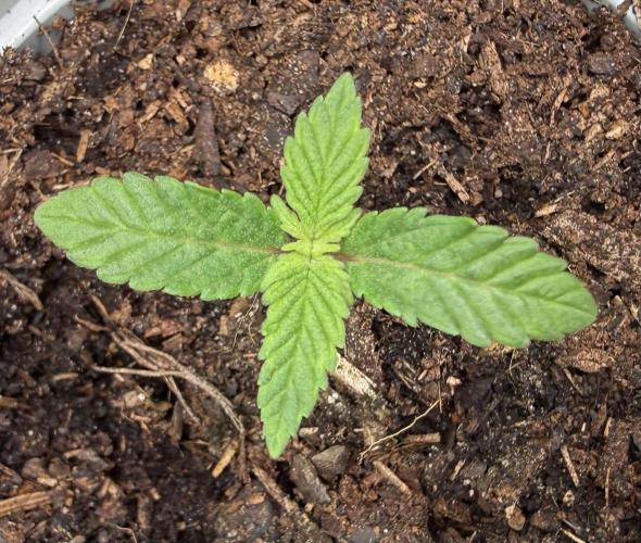 G.S. Cookies #2025. Week 2 - Day #16 #2