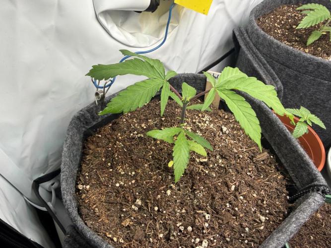 Pistachio #2025. Week 3 - Day #32