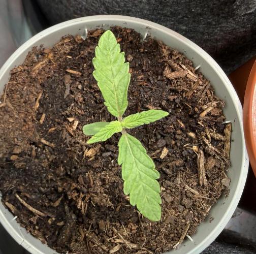 Pistachio #2025. Week 2 - Day #16 #2