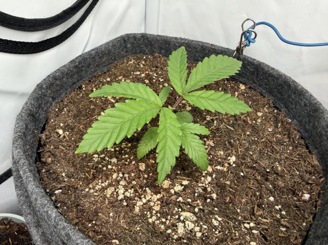 Jelly Donutz #2025. Week 3 - Day #32