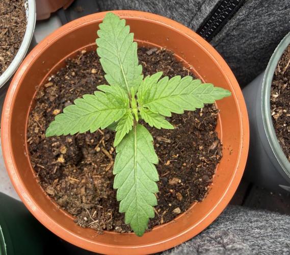 Jelly Donutz #2025. Week 2 - Day #16 #1