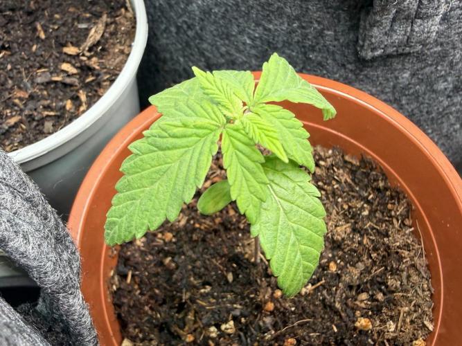 G.S. Cookies #2025. Week 3 - Day #19 #1