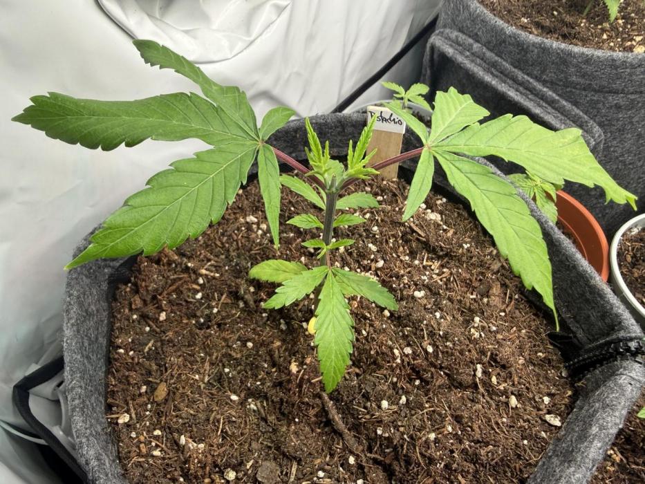 Pistachio #2025. Week 4 - Day #35