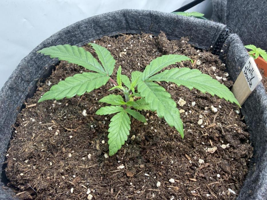 Jelly Donutz #2025. Week 4 - Day #35