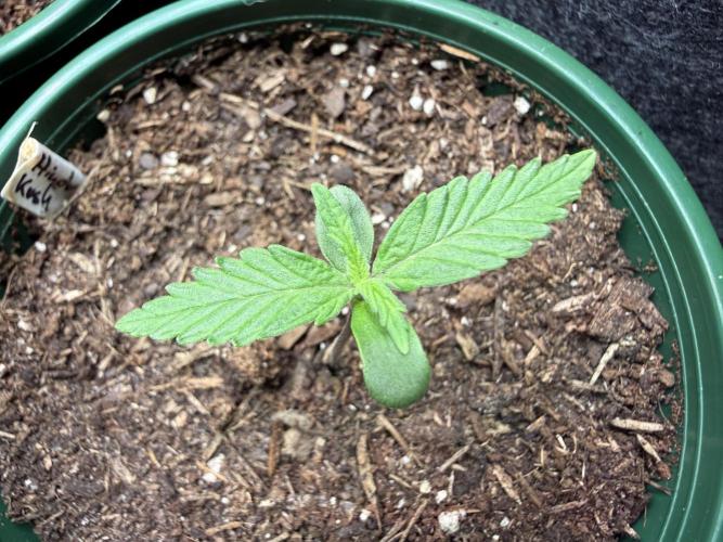 Hindu Kush #2025. Week 2 - Day #12