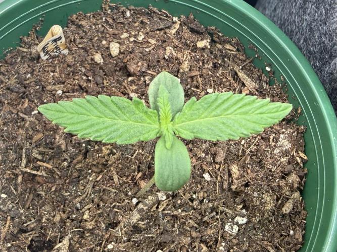 Hindu Kush #2025. Week 2 - Day #12