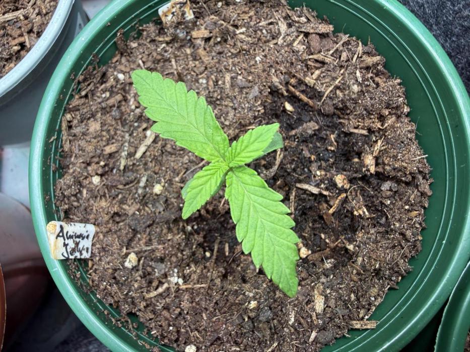 Amnesia Jelly #2025. Week 2 - Day #12