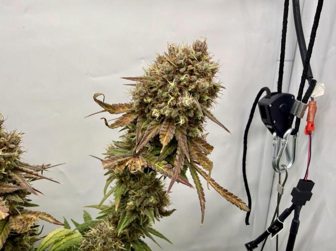 Raspberry Parfait #2025. Week 15 - Day #105 F#67