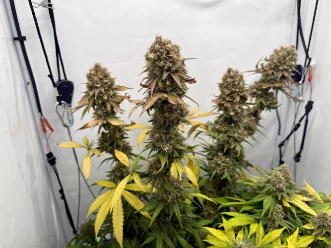 Raspberry Parfait #2025. Week 15 - Day #105 F#67