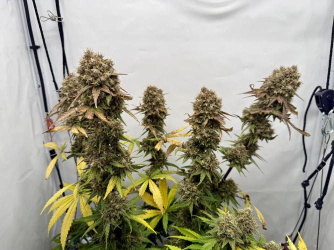 Raspberry Parfait #2025. Week 15 - Day #105 F#67