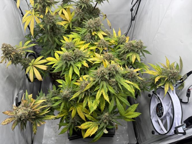 Gorilla Girl #2025. Week 15 - Day #105 F#67