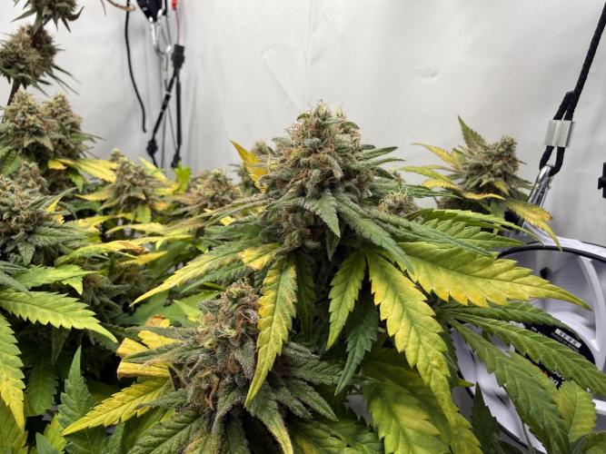 Gorilla Girl #2025. Week 15 - Day #105 F#67